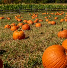 Pumpkins in a field in Lancaster County, PA