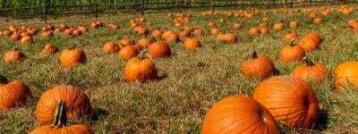 Pumpkins in a field in Lancaster County, PA