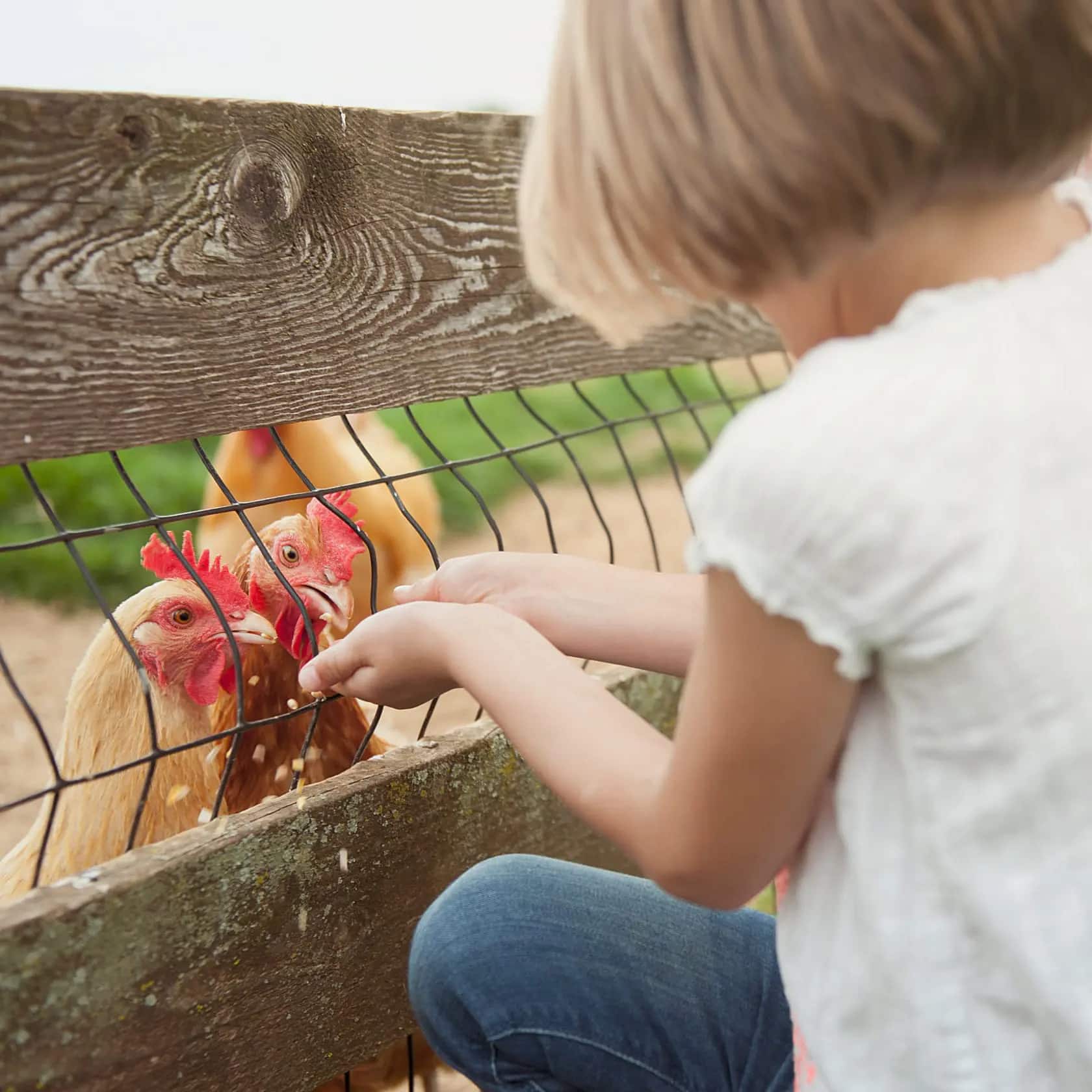 A child feeding chickens at Bird-in-Hand Family Inn in Bird-in-Hand, PA